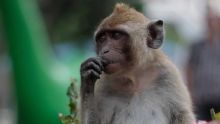 Créneau porteur: l’exportation de singes rapporte Rs 1 milliard aux opérateurs
