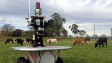En Australie: Des troupeaux de vaches seront gardés par des robots