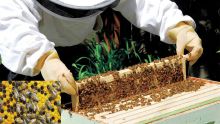 Agricultural revival: National strategy rolled-out to save bees