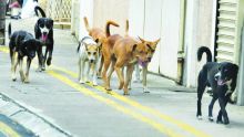 Impasse Barbier, Camp-Levieux: les chiens errants pourrissent leur vie