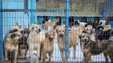 Corée du Sud : un texte interdisant le commerce de viande de chien adopté par le Parlement