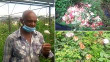 Moka : Un cultivateur de fleurs doit jeter entre 50 % et 60 % de sa production