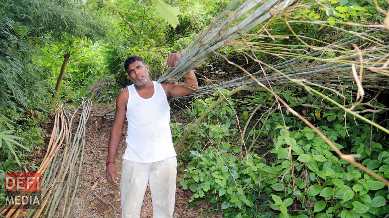 Rajesh Ramtohul portant ses cannes de bambou. Savoir-faire d’antan