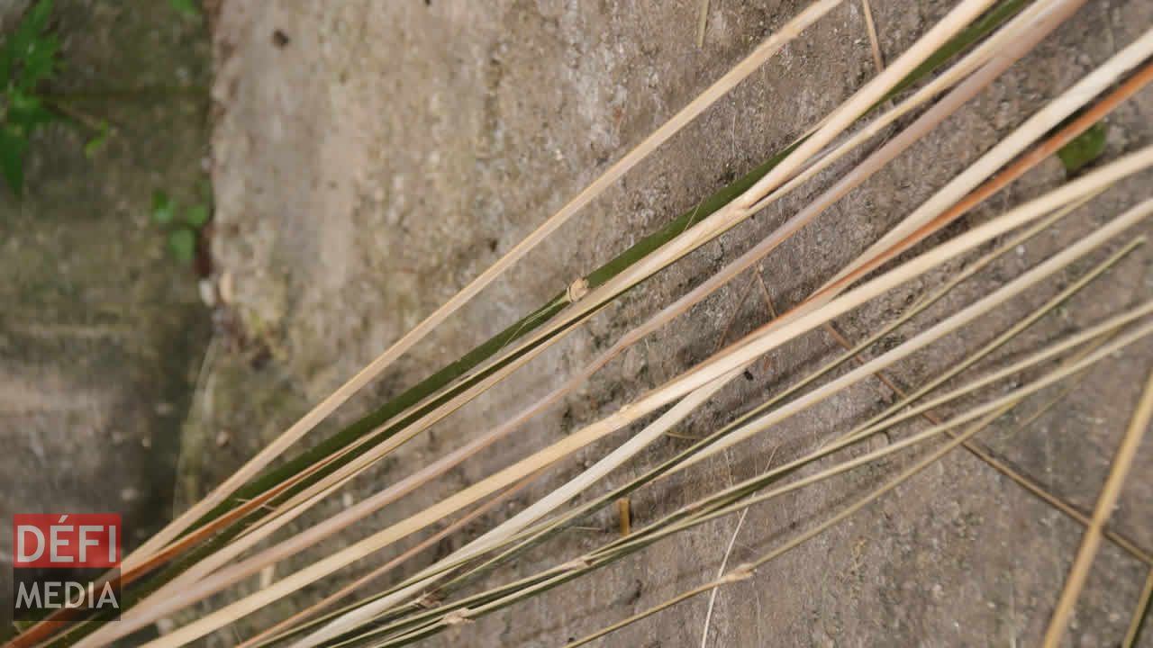 Les fines lamelles de bambou. Savoir-faire d’antan