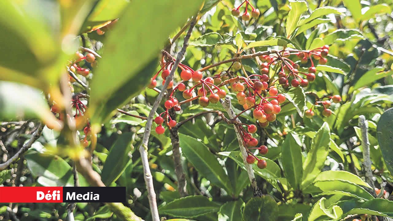 Le poivre sauvage apporte une touche de couleur au milieu des goyaves de Chine.