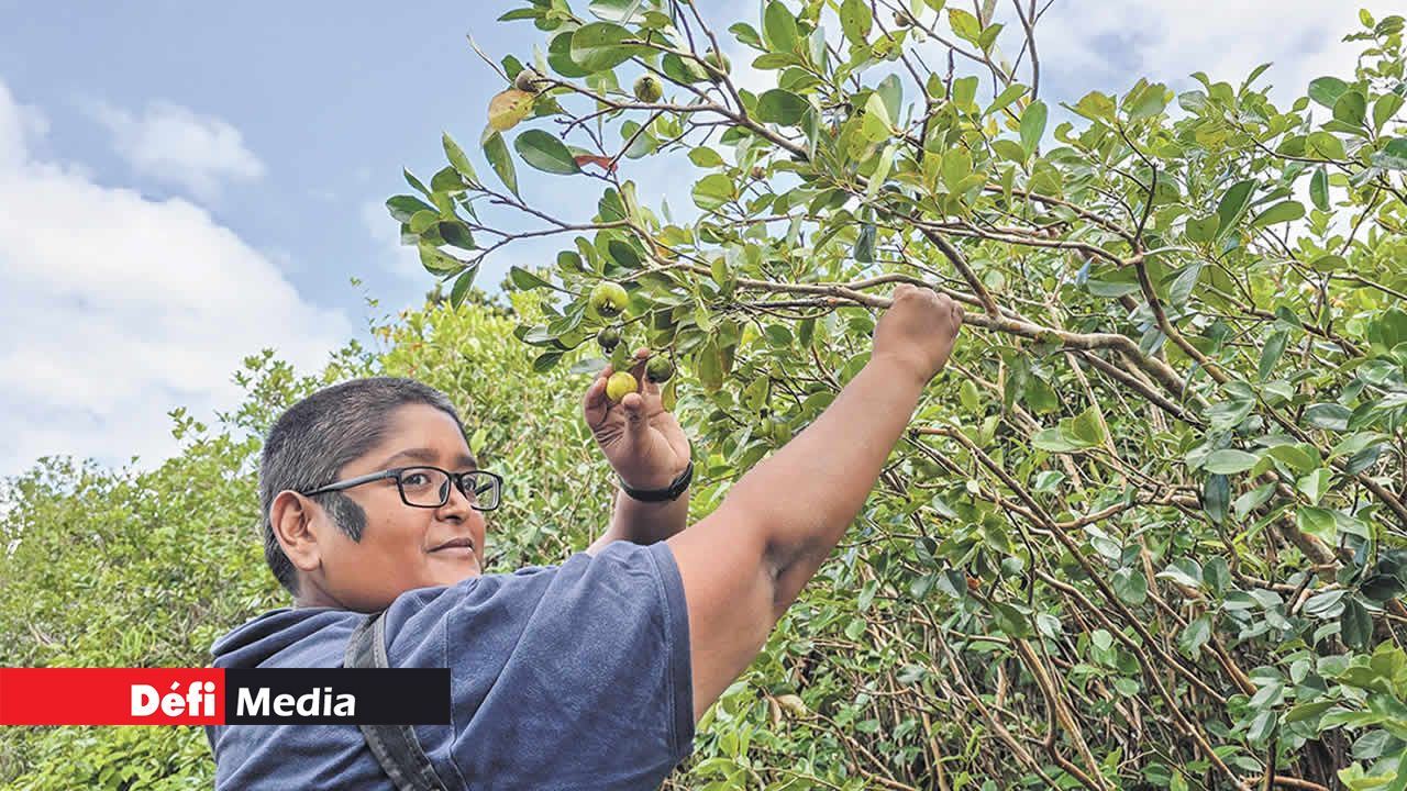 La famille Kurreeman de Plaine-Verte partage un moment convivial en forêt, savourant les dernières goyaves de la saison.