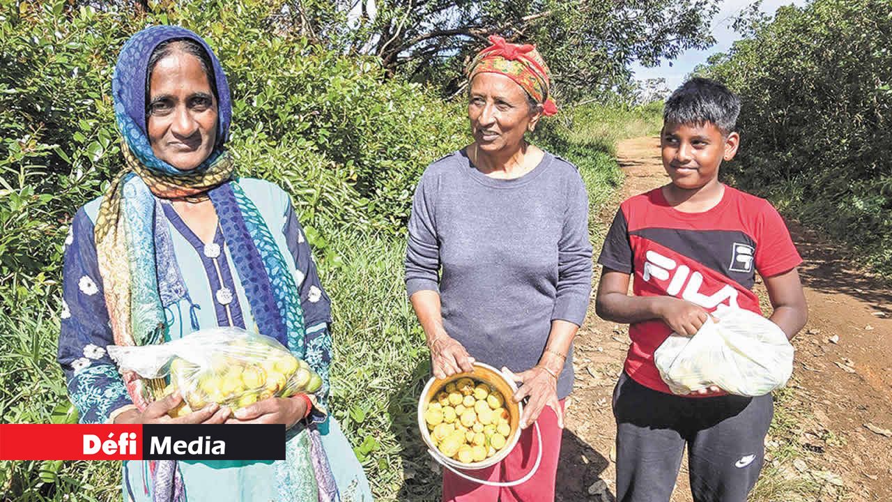 Sita et Ved accompagnent Santa, venue d’Angleterre, qui profite du soleil pour cueillir des goyaves à Vacoas.