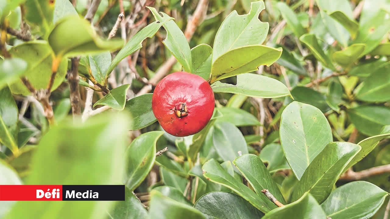 Les goyaves de Chine, à l’état naturel, s’étendent à perte de vue sur de vastes superficies.