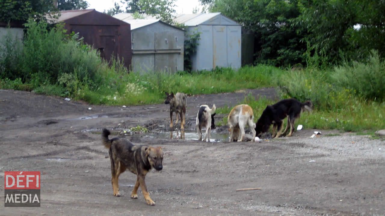 Chiens errants à Maurice.