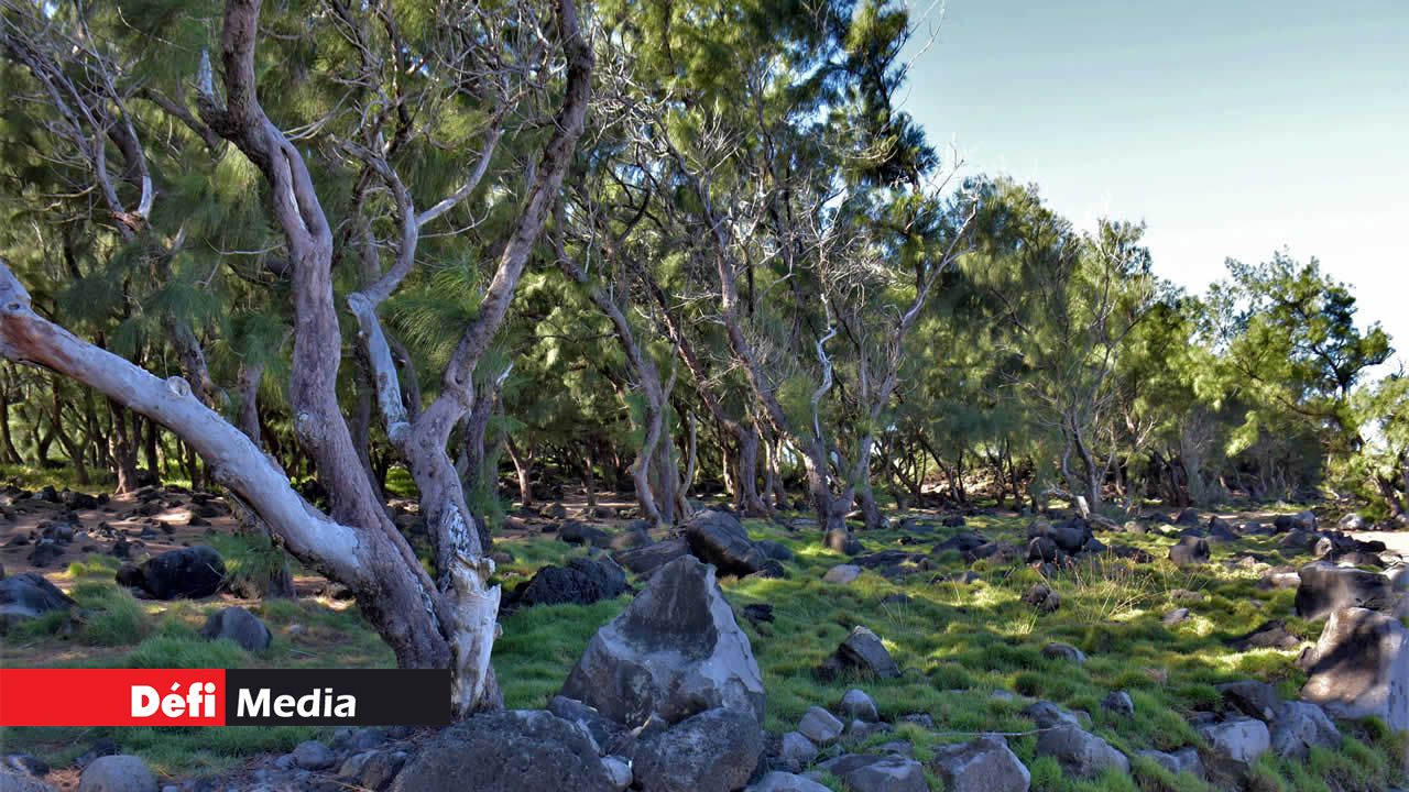 De quoi se ressourcer pour rester zen. Le Souffleur