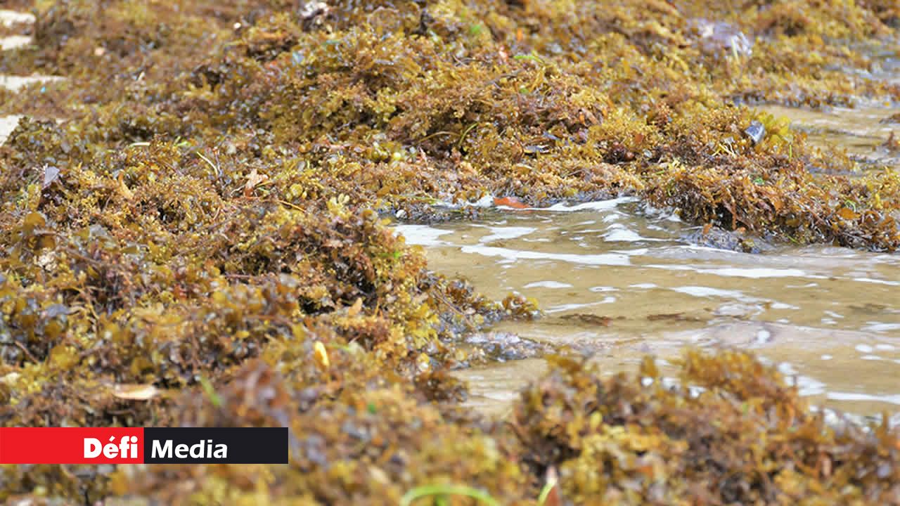 Les algues atténuent la force des vagues s’écrasant sur la plage.