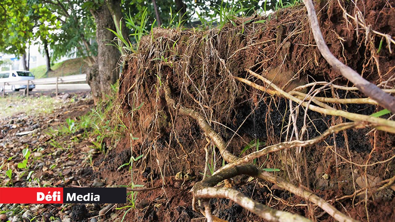 Des racines mises à nu par les effets de l’érosion.