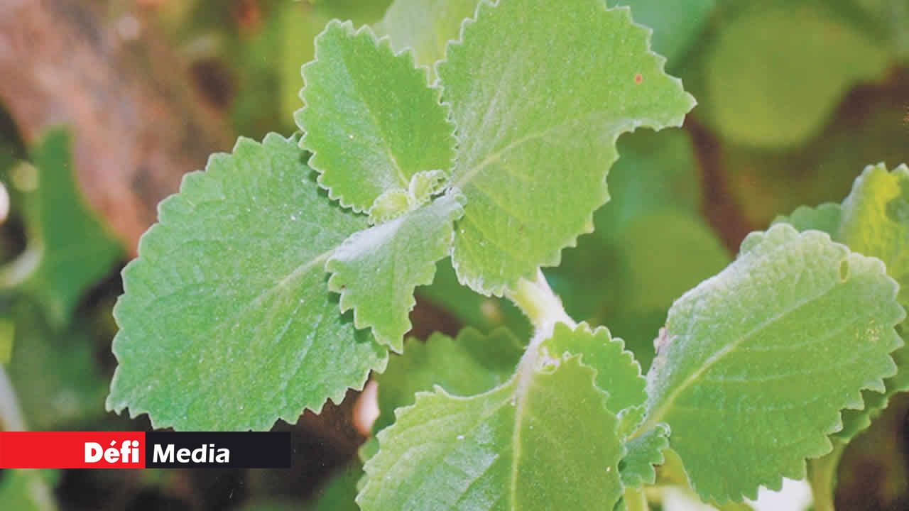 Le baume du Pérou, une plante médicinale contre la toux.