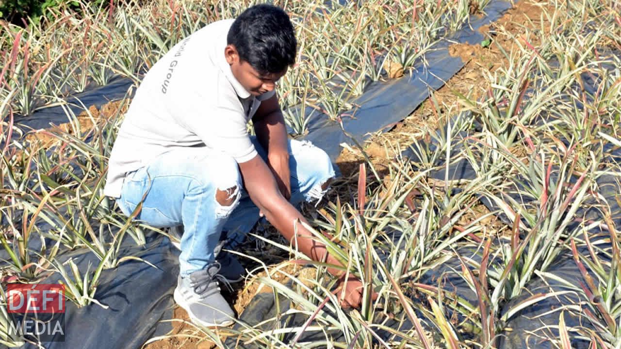 Les ananas sont destinés à l’exportation. Entreprise familiale