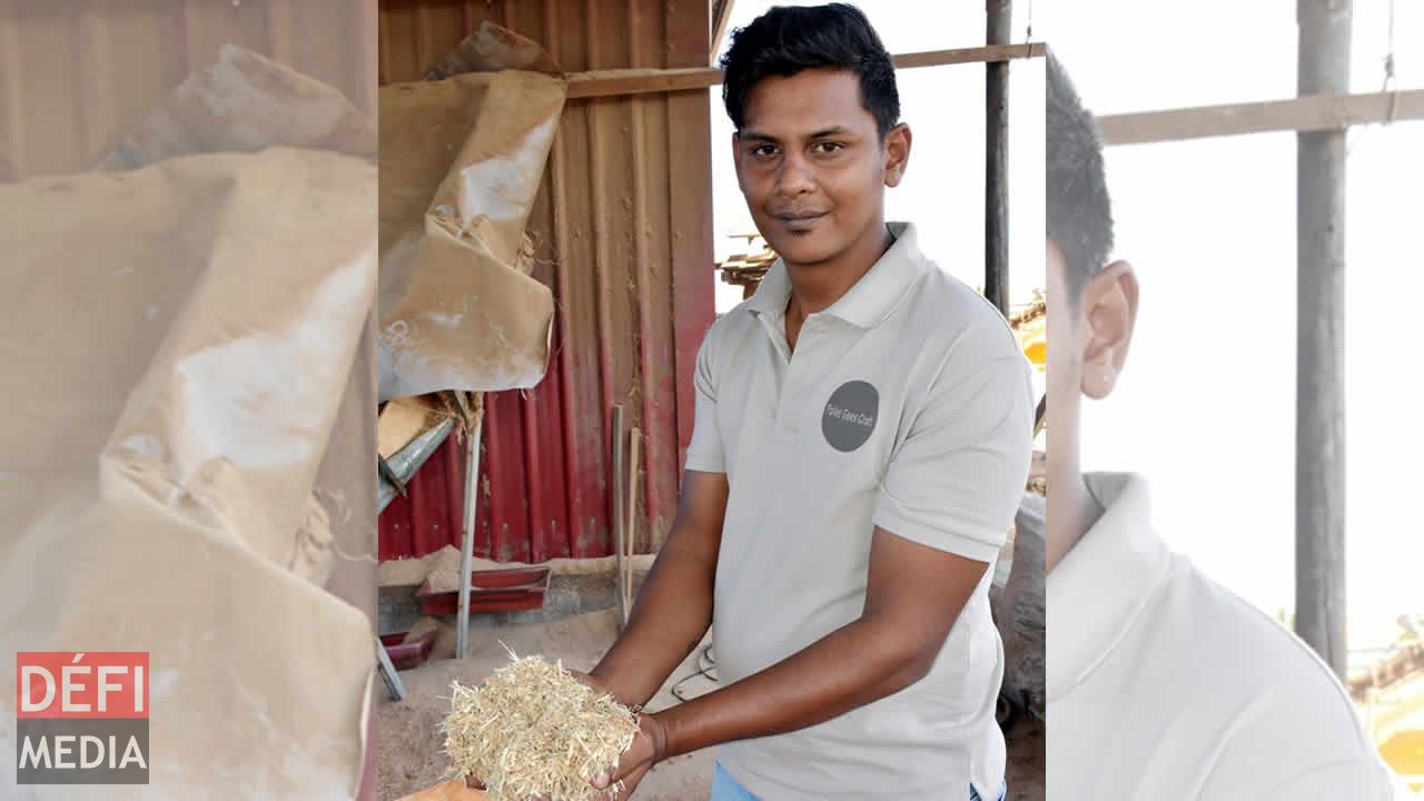 Nivash montrant la litière pour le poulailler. Entreprise familiale
