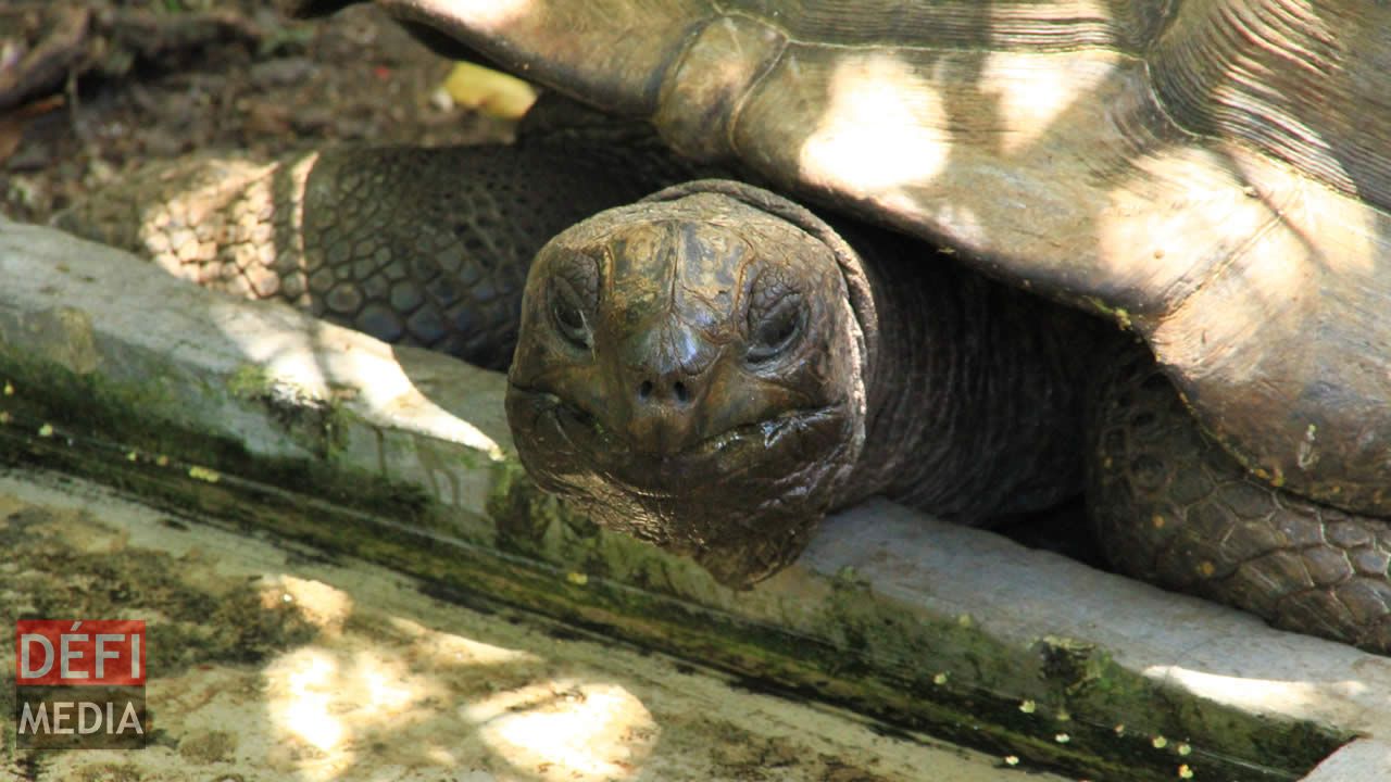 Big Daddy, une tortue d’Aldabra étanchant sa soif, dans la chaleur accablante de son habitat.