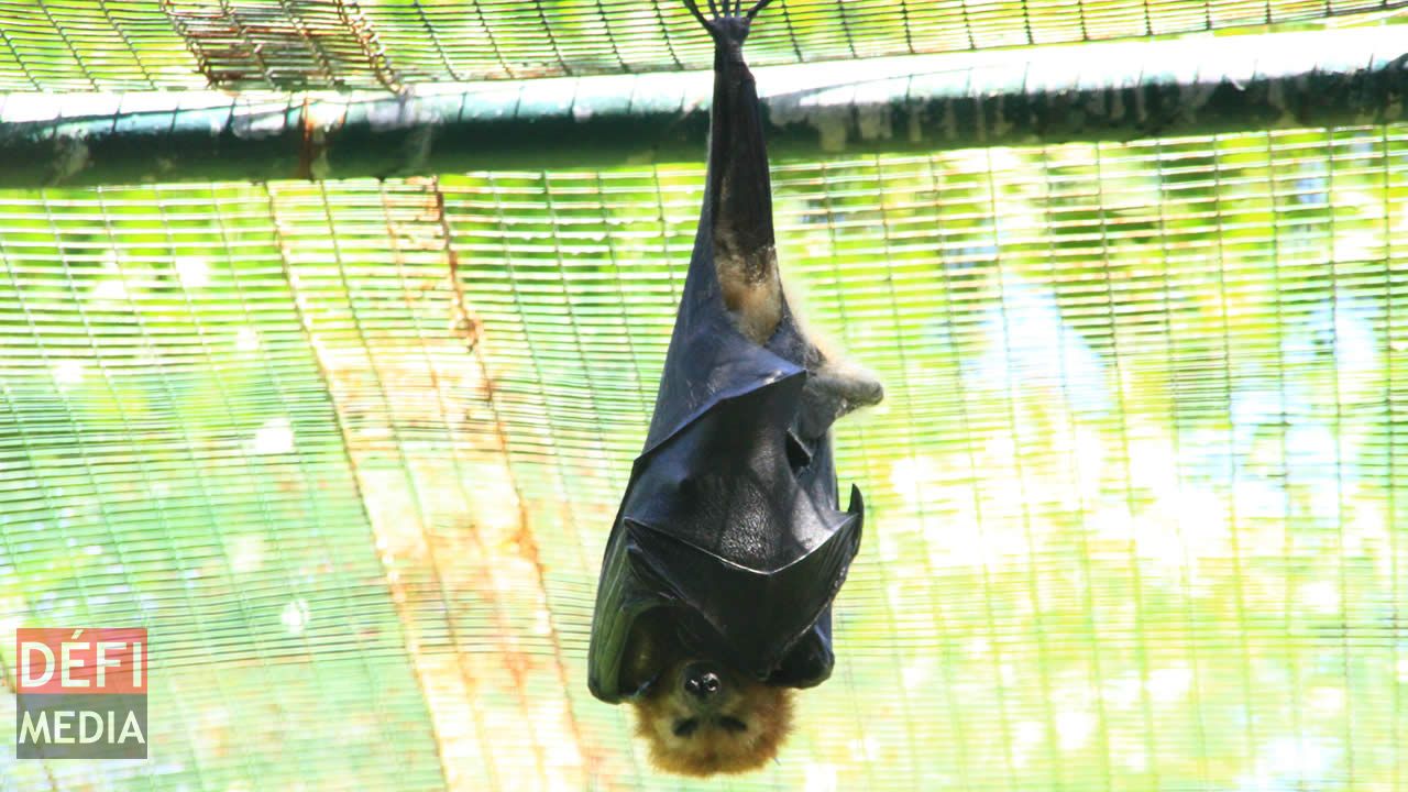 Une chauve souris faisant une sieste bien méritée.