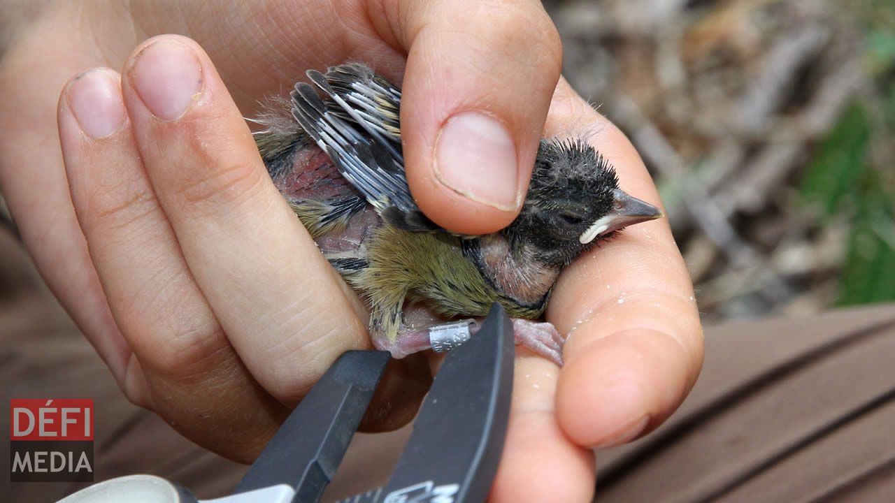 Ils sont une dizaine de conservateurs sur l’Île aux Aigrettes.