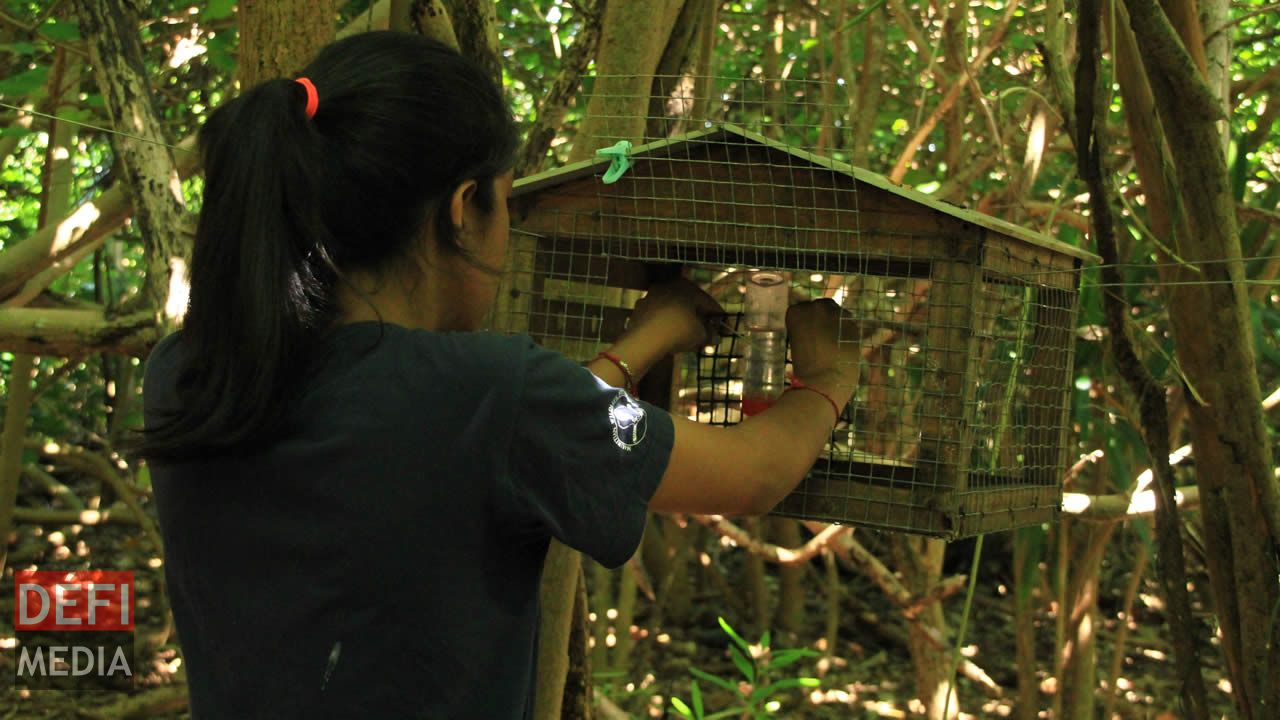 Laksha Domah nourissant les Olive White Eye.