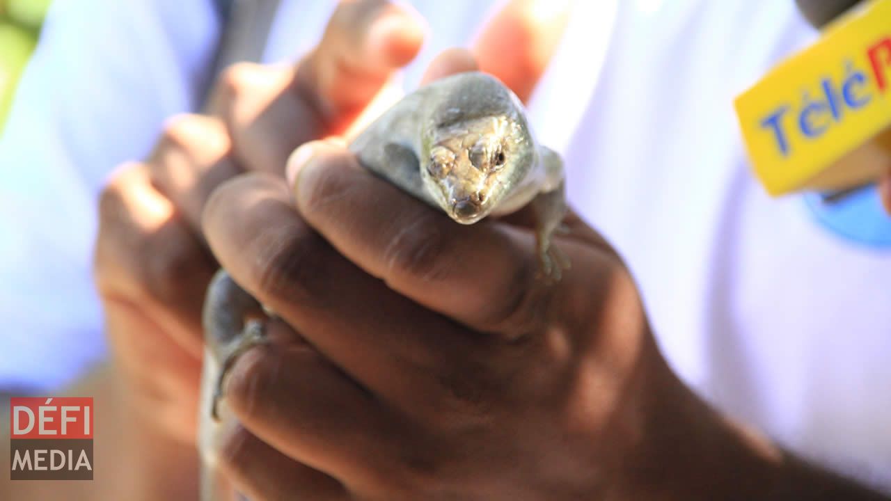 Le Scinque de Telfair, nommé d’après Charles Telfair.