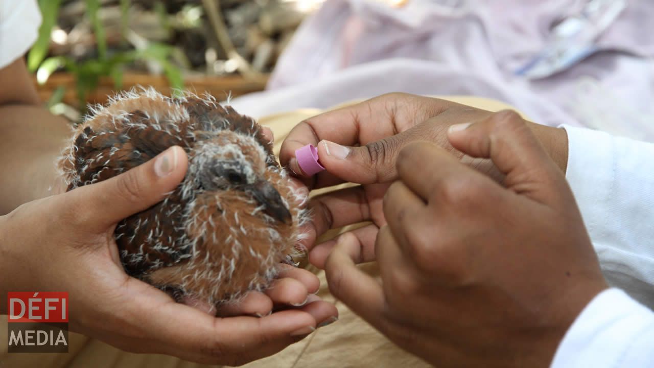 Marquage des oiseaux en conservation.