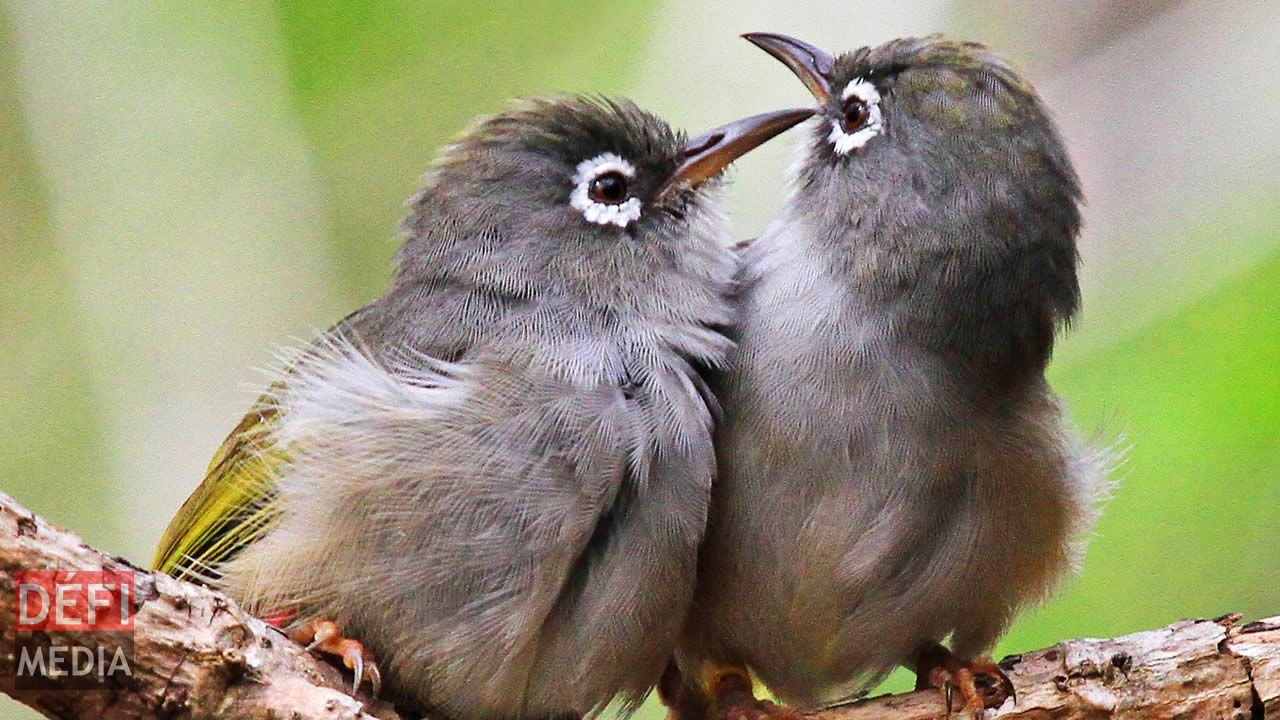 Deux Olive White Eye.