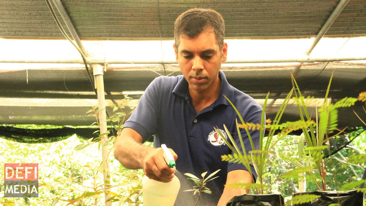 L’horticulteur assure la propagation des plantes endémiques.