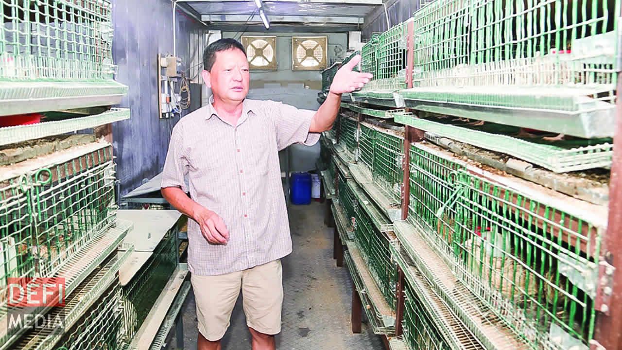 Gérard explique comment il a construit les cages. L’élevage de cailles