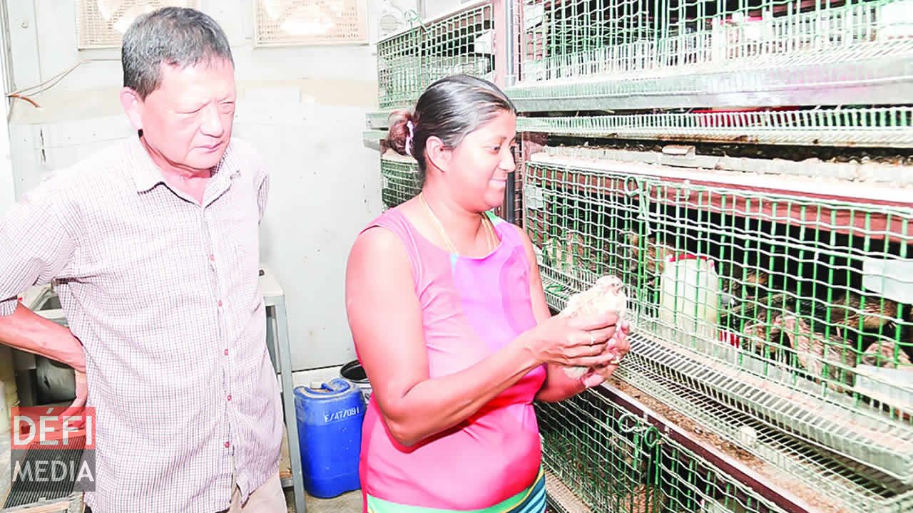 C’est avec l’aide de sa secrétaire Kevina Chokupermal qu’ils identifient le sexe des cailles. L’élevage de cailles