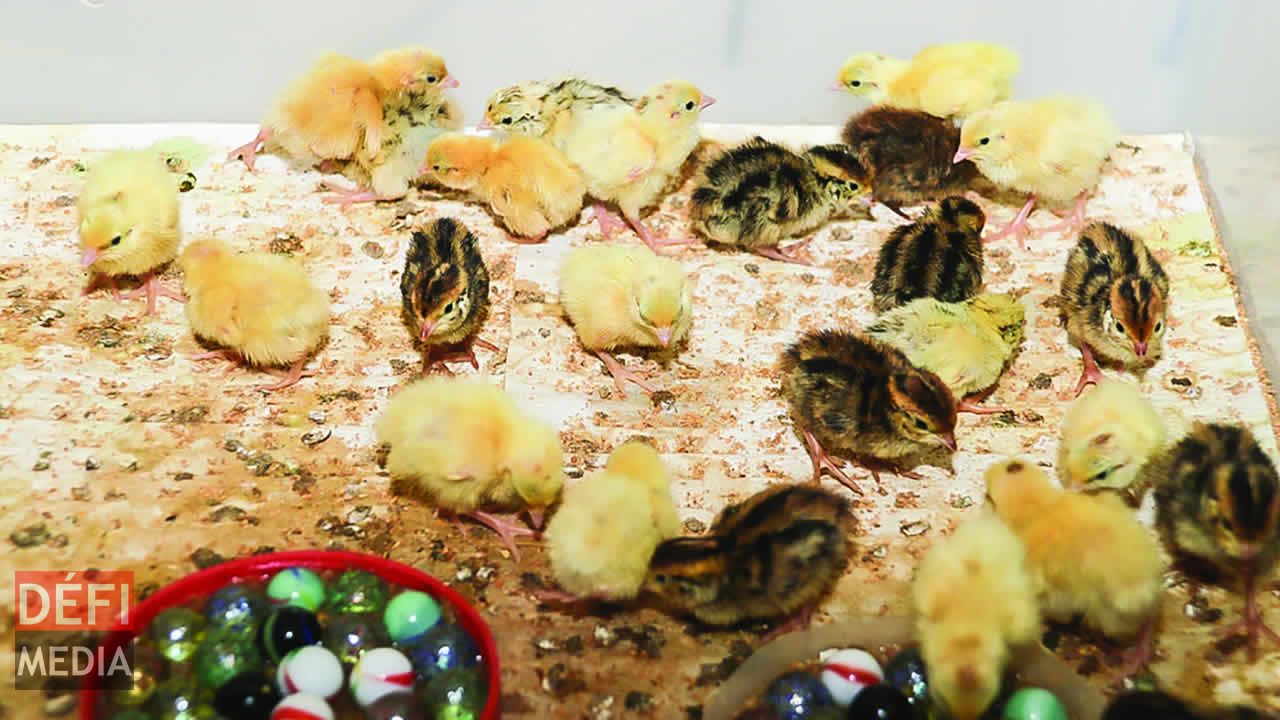 Des cailleteaux qui viennent d’éclorent. L’élevage de cailles