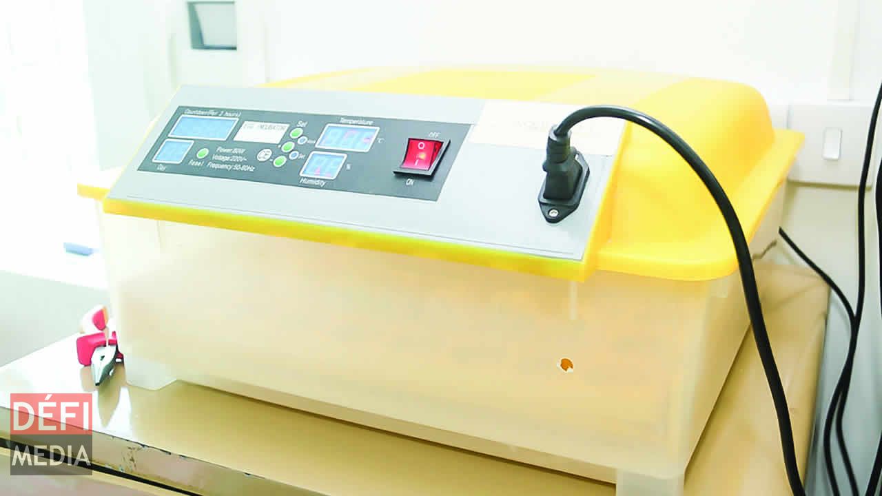 Les incubateurs disponibles chez Gérard L’élevage de cailles