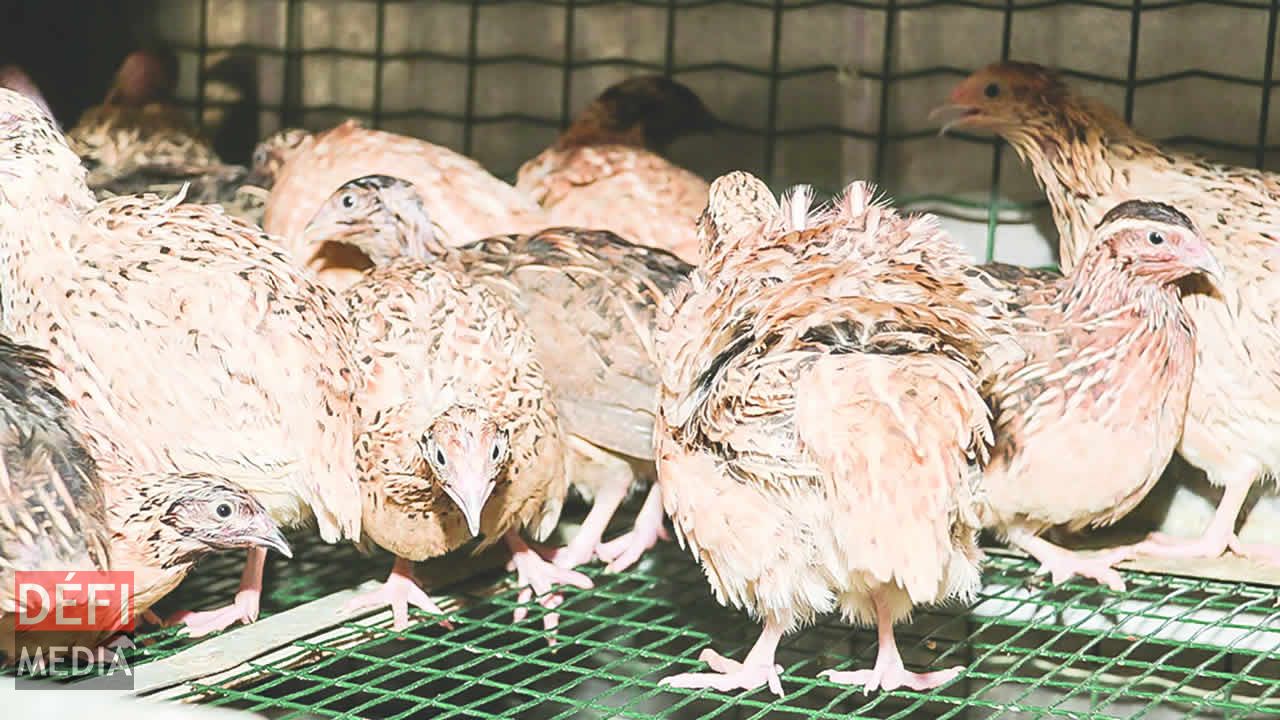 Cailles sur pattes et fraîches sont en vente également L’élevage de cailles