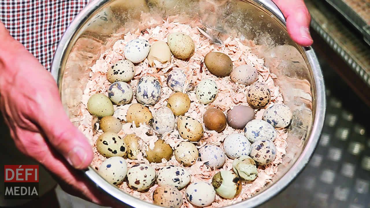 L’élevage de cailles