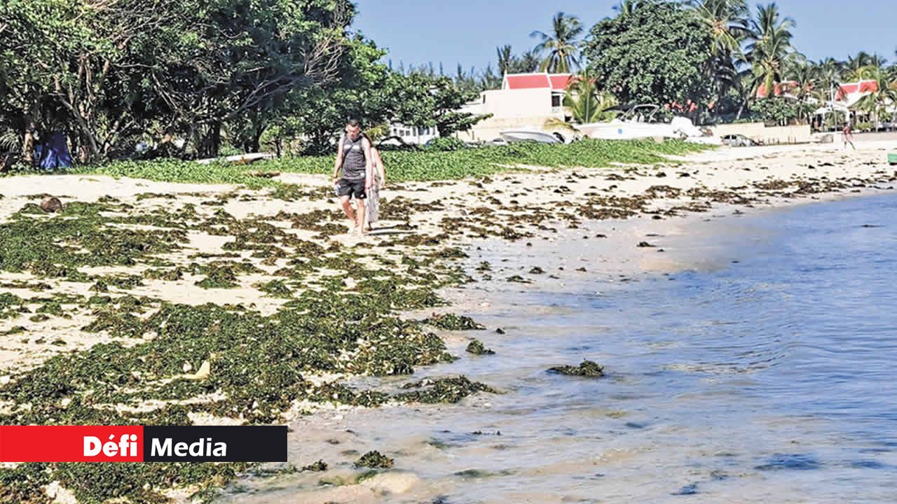 La plage couverte d’algues rejetées par la mer.