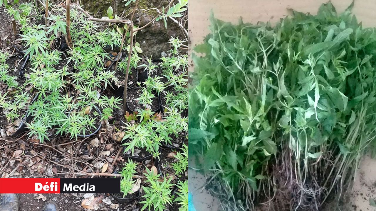 Plants de cannabis
