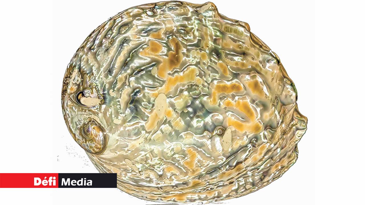 Haliotis corrugata est une espèce de mollusque gastéropode marin appartenant à la famille des Haliotididae.