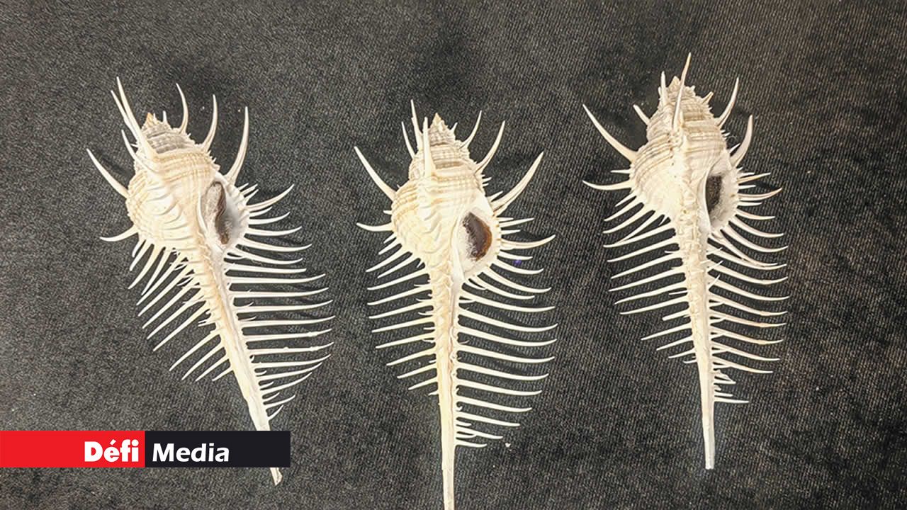 Le peigne de Vénus (Murex pecten) est une espèce de mollusque gastéropode marin de la famille des Muricidae.