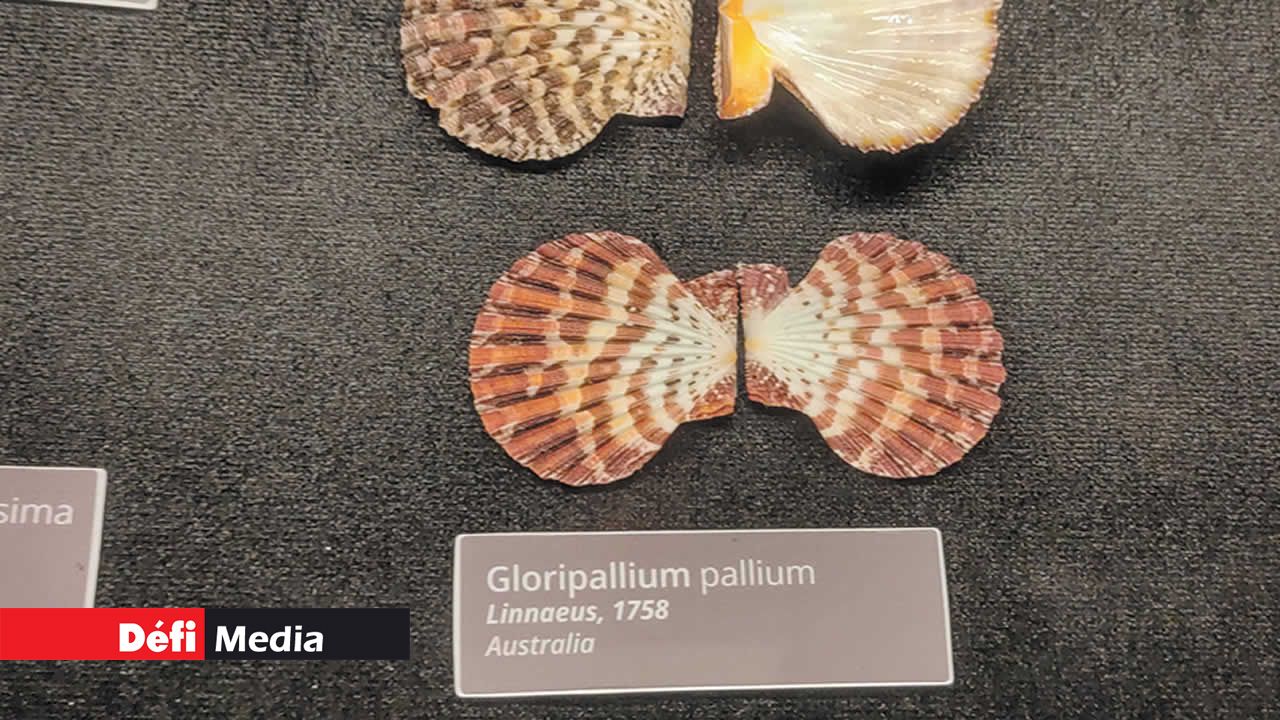 Gloripallium pallium est une espèce de mollusque bivalve de la famille des Pectinidae.