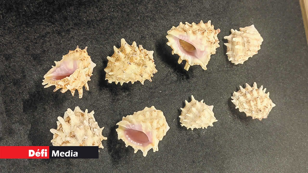 Drupa rubusidaeus, la drupe du fraisier, est un escargot de mer appartenant à la famille des Muricidae, aussi appelés les escargots murex ou escargots de roche.