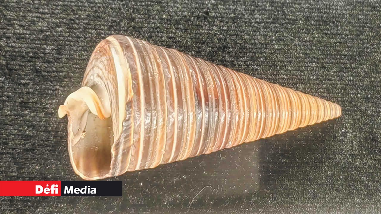 Telescopium telescopium, aussi connu sous le nom d’escargot télescope, est une espèce d’escargot que l’on trouve dans les mangroves de l’Indo-Pacifique.