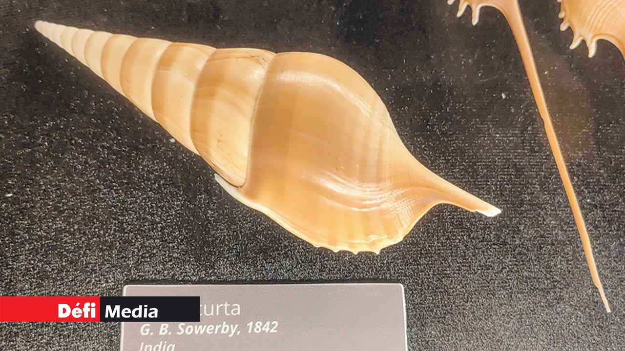 La « Tibia curta », aussi connue sous le nom de « tibia indienne », est un gros escargot de mer de la famille des Strombidae, que l’on trouve dans le sud de l’Inde.