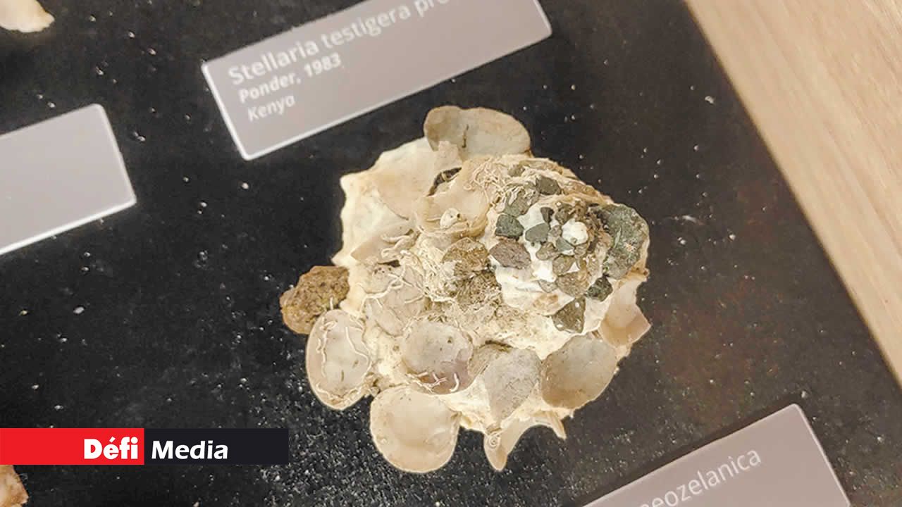 La coquille porte-doigts (Stellaria testigera) est un gros escargot marin de la famille des Xenophoridae, connu pour ses coquilles particulières. Ces coquilles varient en taille et ont un bord élargi, des doigts et une surface dorsale lisse.