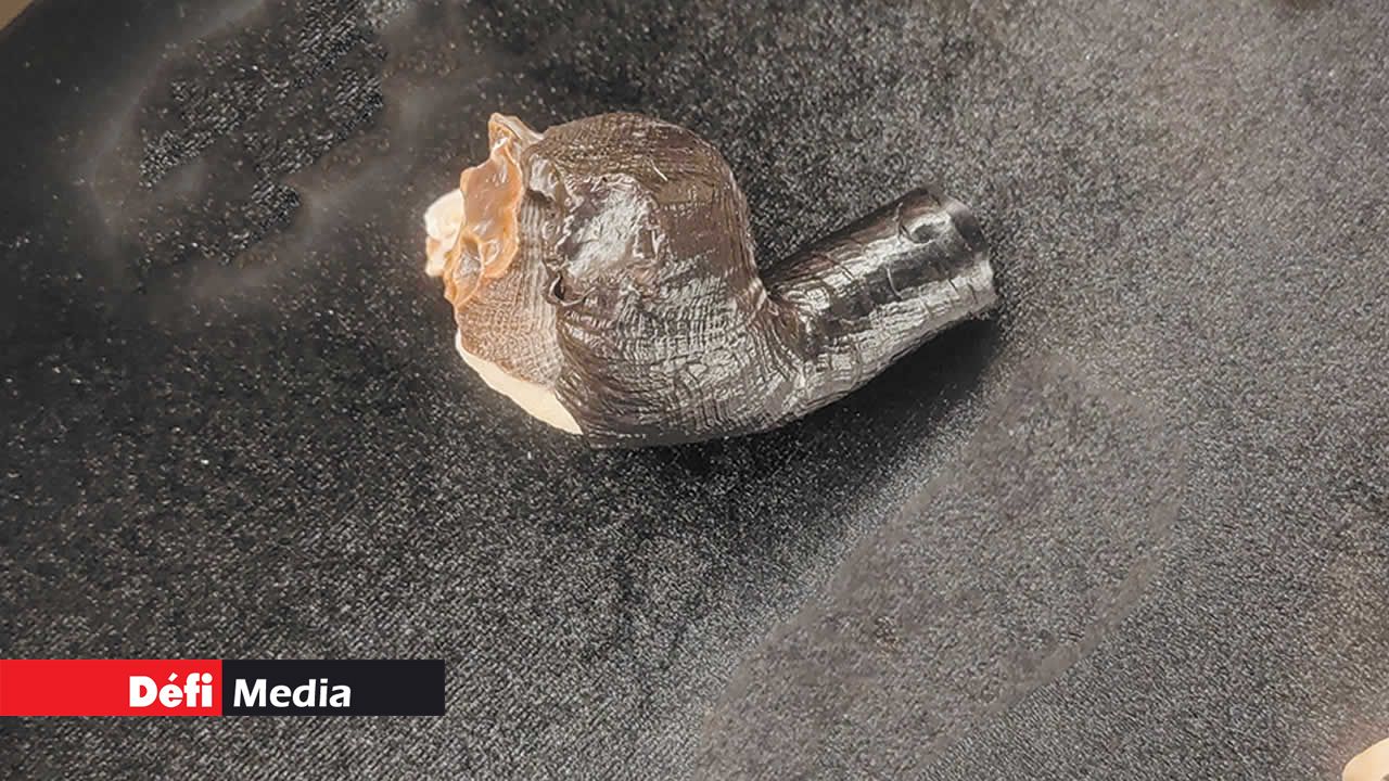 Thylacodes colubrinus