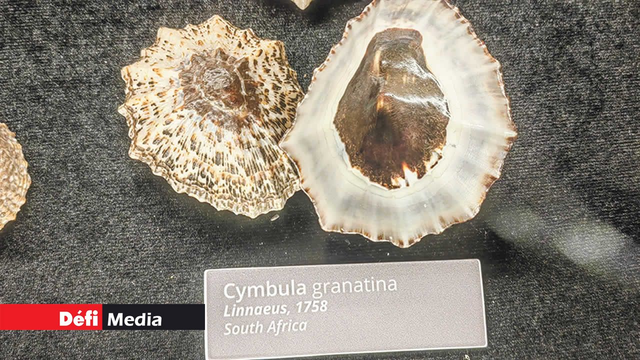 Cymbala granatina
