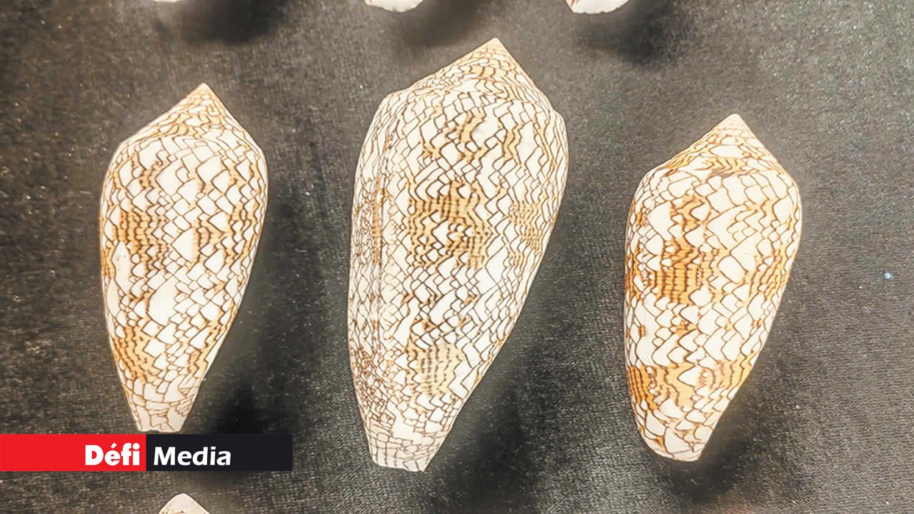 Le Cône textile, aussi connu sous le nom de Toison d’or, est un mollusque de la famille des Conidae. Son venin est très fort et peut tuer rapidement, sans antidote. C’est l’un des cônes les plus dangereux.