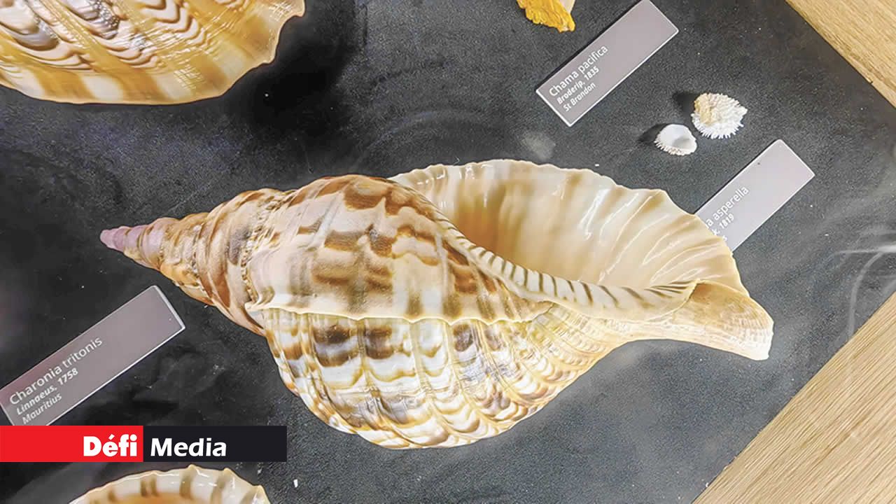 Le Charonia tritonis.