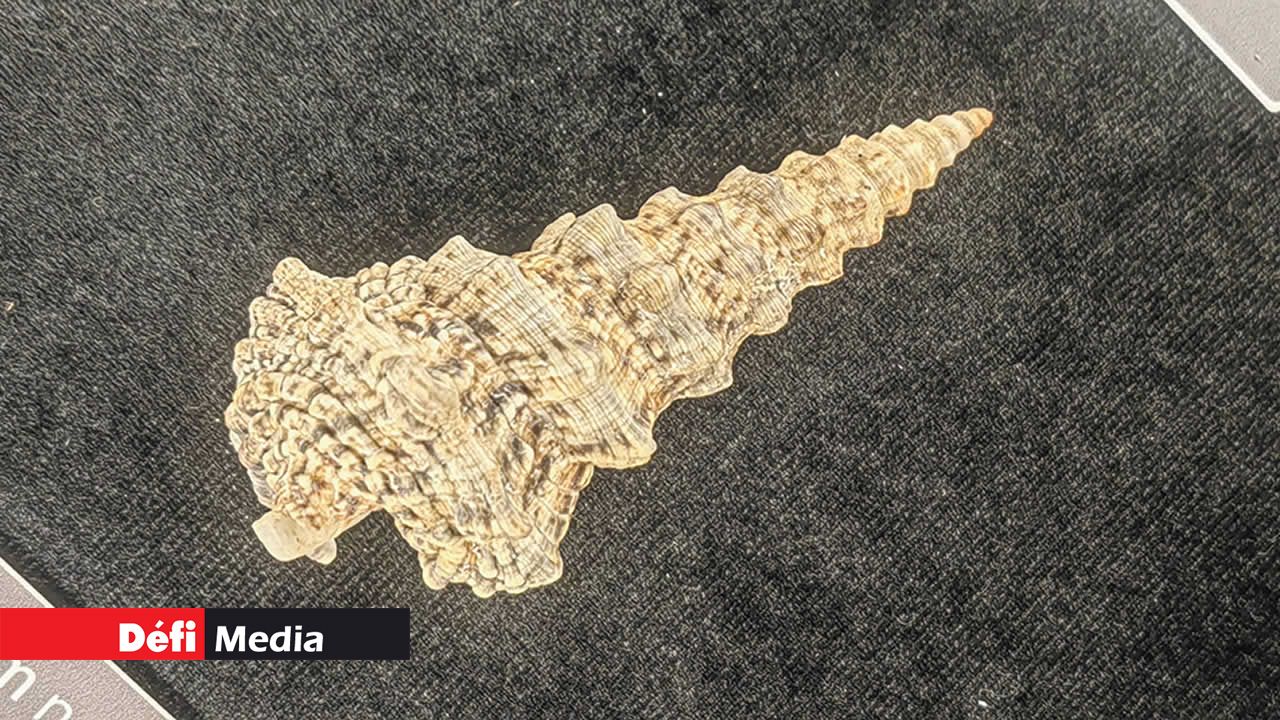 Cerithium nodulosum est un escargot de mer de la famille des Cerithiidae. On le trouve dans la région Indo-Pacifique et sa coquille est ornée de nodules.