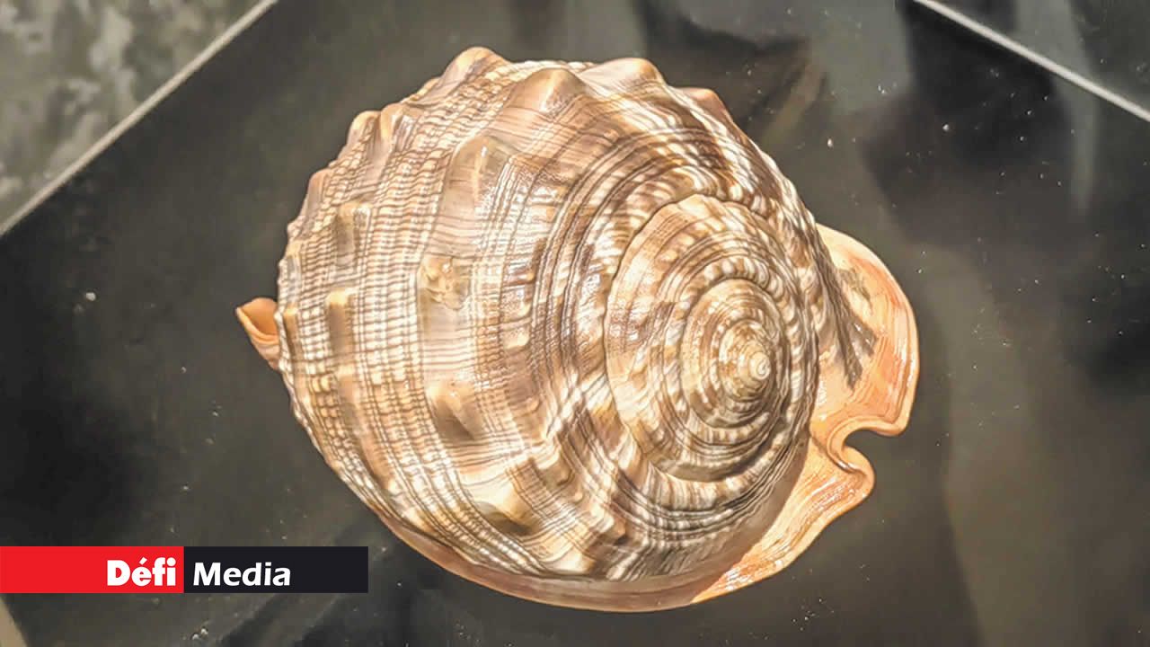 Haliotis corrugata est une espèce de mollusque gastéropode marin appartenant à la famille des Haliotididae.