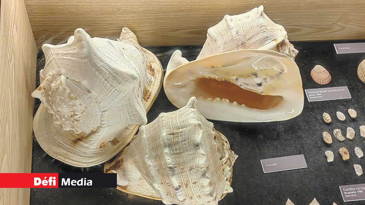 Le Casque cornu (Cassis cornuta) est aussi connu sous les noms de Fer à repasser, Casque tricoté ou Tête de bœuf. Sa coquille adulte mesure entre 15 cm et 39 cm et il se nourrit de mollusques et d’oursins.