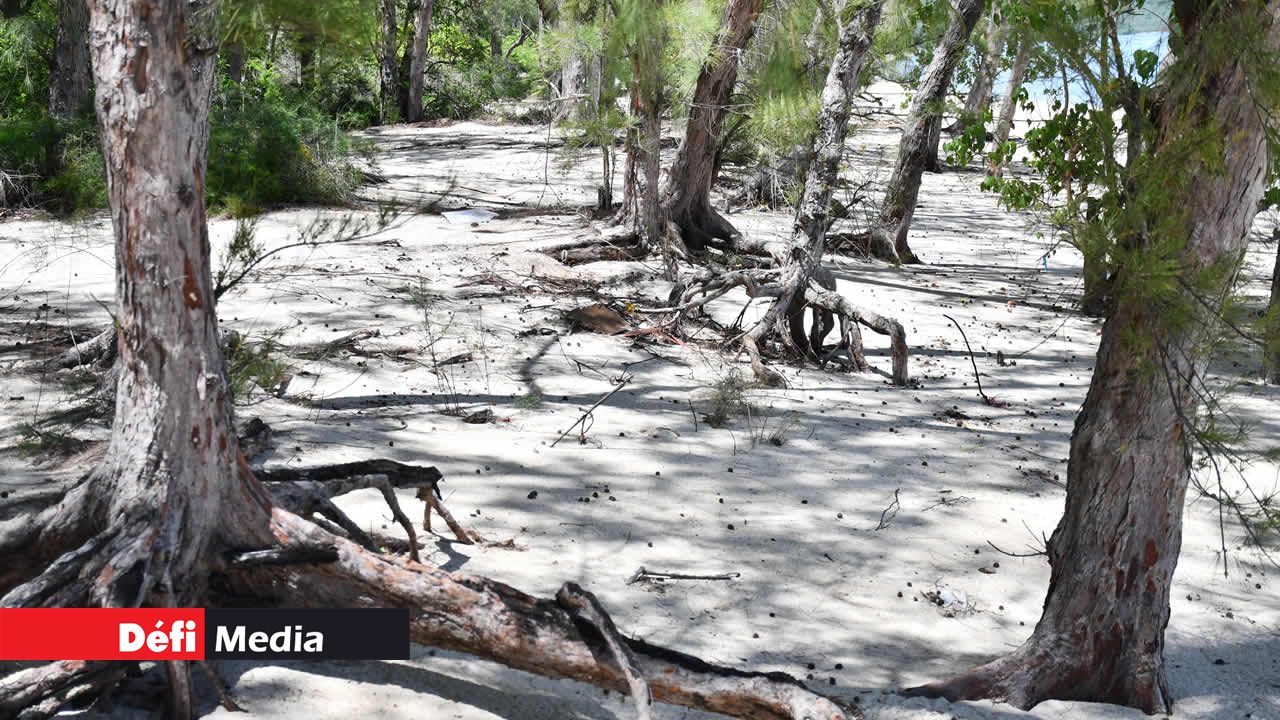 La plage de l’île aux Bénitiers est victime d’une érosion avancée.